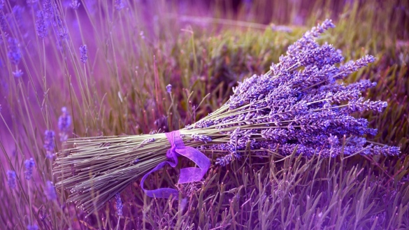 lavender-bunch-grass-field-violet